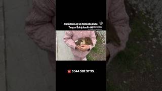 Ankara Tavşan Sahiplendirme | Hollanda Cüce Yeni Yuvasında #tavşan  #cücetavşan  #hollandaloptavşan