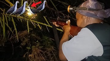 KAMI BERBURU DI MALAM HARI SANGAT MUDAH SEKALI || berburu burung ruak-ruak