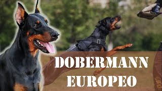 DOBERMANN Europeo - Generalidades sobre la raza by ABC del mundo Animal 243 views 1 year ago 12 minutes, 13 seconds