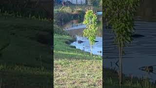 GATOR IN OUR BACKYARD