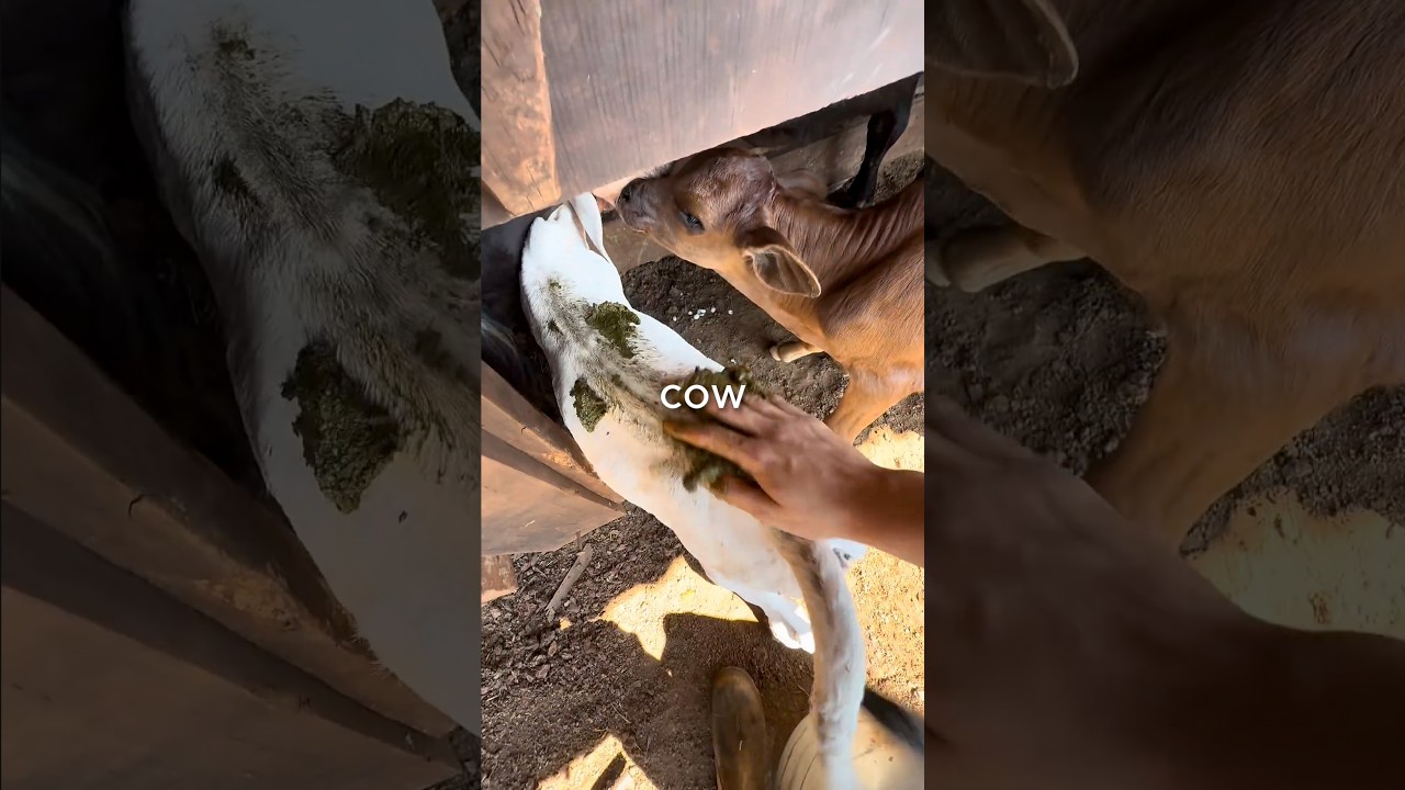 Why did he put manure on the calf?🤔