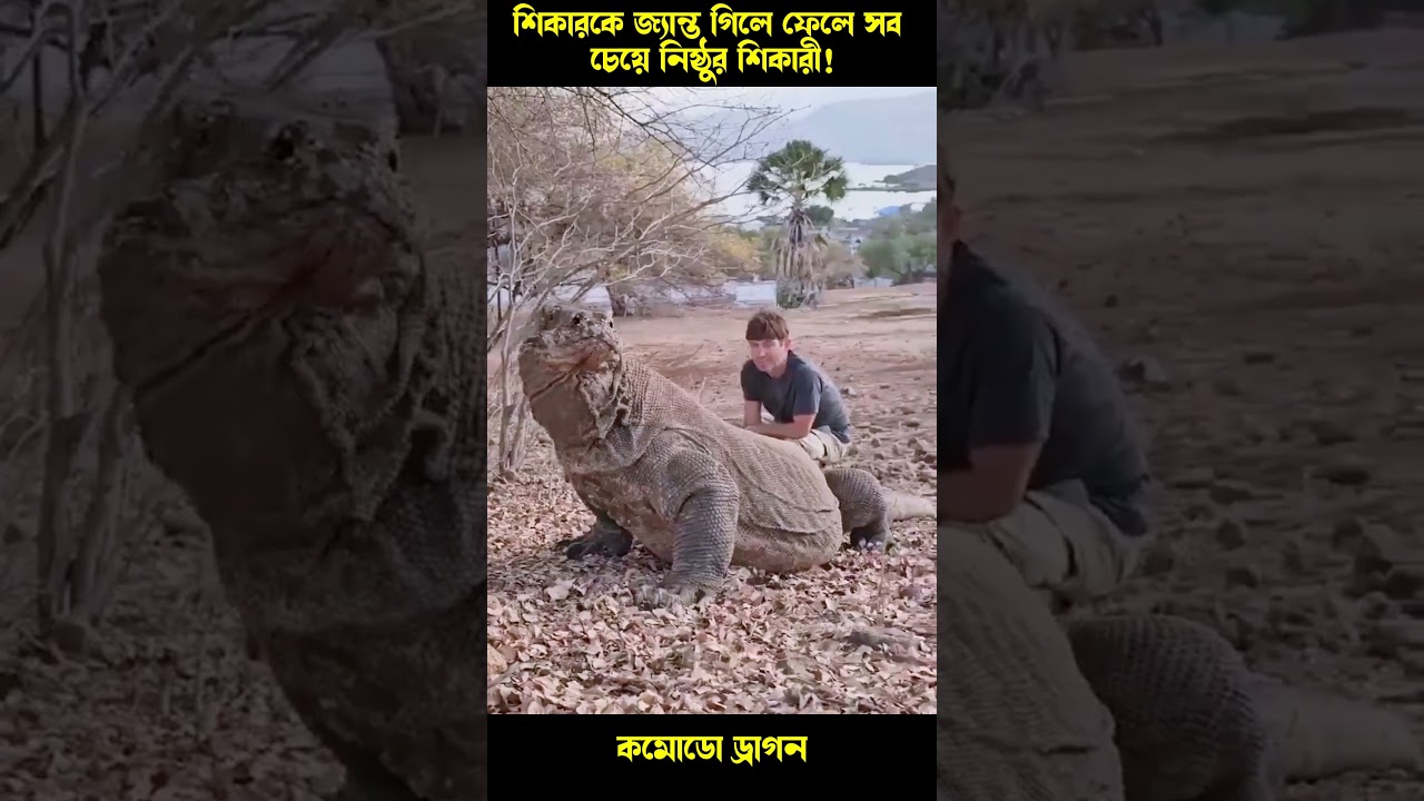 The Hidden Secrets of Komodo Dragons' Silent Kill Strategy REVEALED