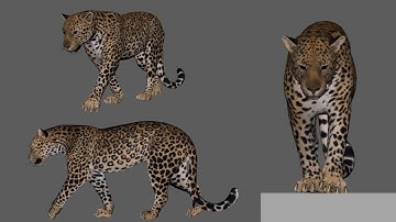 Leopard Walk Cycle Animation | Maya | Shahil Panwar