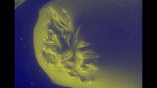 hydration/dehydration in the environmental scanning electron microscope