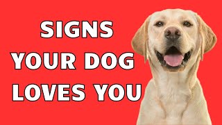 7 Signs Your DOG Loves You