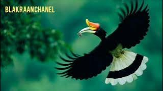 suara burung Rangkong /Enggang kalimantan