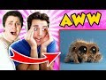 THE PALS TRY NOT TO AWW! Lucas the Spider & more! (The Pals React)