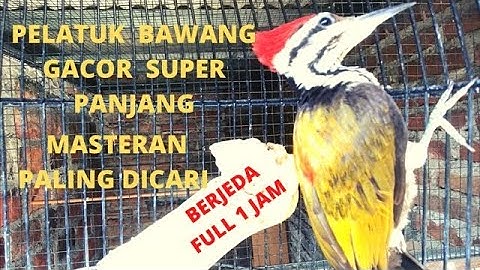 Pelatuk bawang gacor super panjang/Masteran burung pelatuk/Pecinta masteran burung indonesia channel
