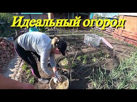 Видео как садить банг конопля