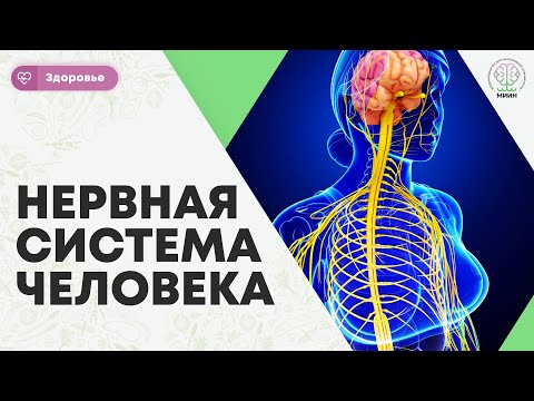 Видео: Присутствует ли неврилемма в ЦНС?