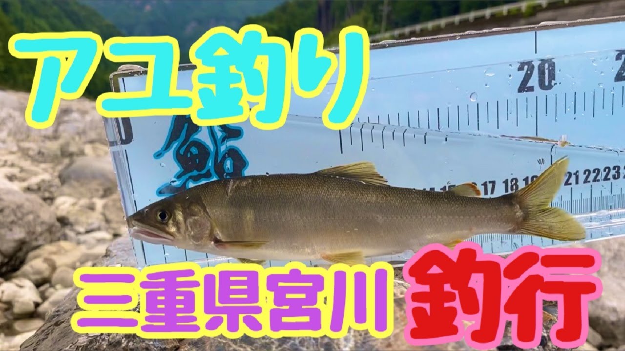 【鮎釣り】三重県宮川釣行♪ ど素人奮闘アユ釣り　爆釣ありません(泣