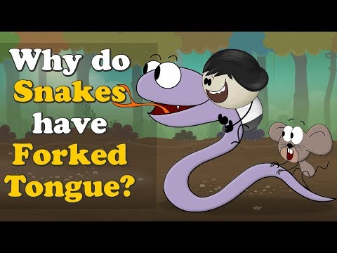 Why do Snakes have Forked (Split) Tongue? + more videos | #aumsum #kids #education #children