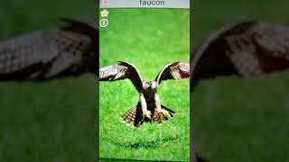Bruit Du Faucon / Falcon Sound