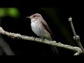 Spotted Flycatcher In South Derbyshire 23rd June 2023 Spotted Flycatcher In South Derbyshire 23rd June 2023