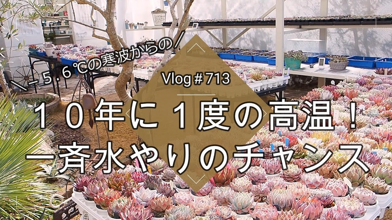 Vlog713】【多肉植物】－5.6℃からの10年に1度の高温！氷点下が
