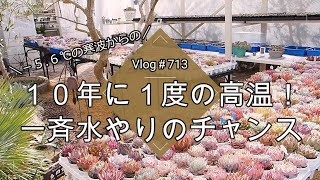 Vlog713】【多肉植物】－5.6℃からの10年に1度の高温！氷点下が