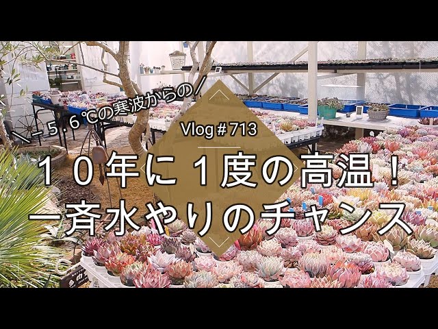 Vlog713】【多肉植物】－5.6℃からの10年に1度の高温！氷点下が