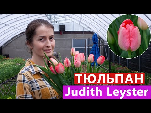 Тюльпан Judith Leyster (Джудіт Лейстер) 🌷