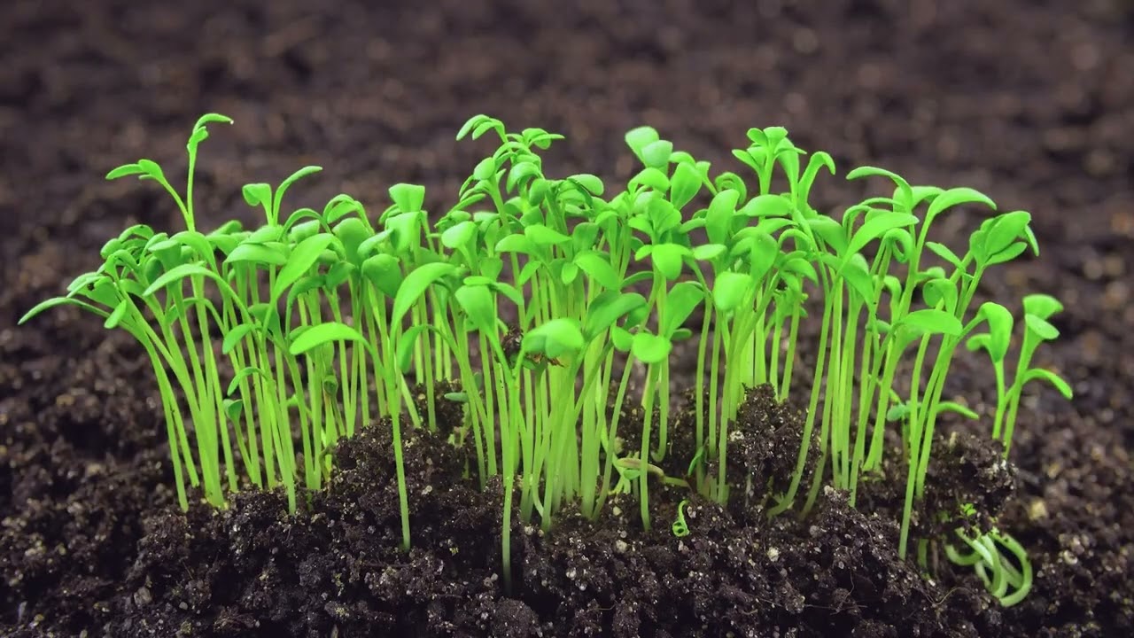 Promise Earth Corporate Video