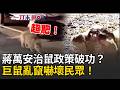 一刀未剪｜蔣萬安抓鼠抓去哪了？陳怡君質詢秀鐵證打臉…老鼠成群趴趴走 還會走斑馬線過馬路、更冒出「兔子級巨鼠」嚇壞民眾！｜三立新聞LIVE