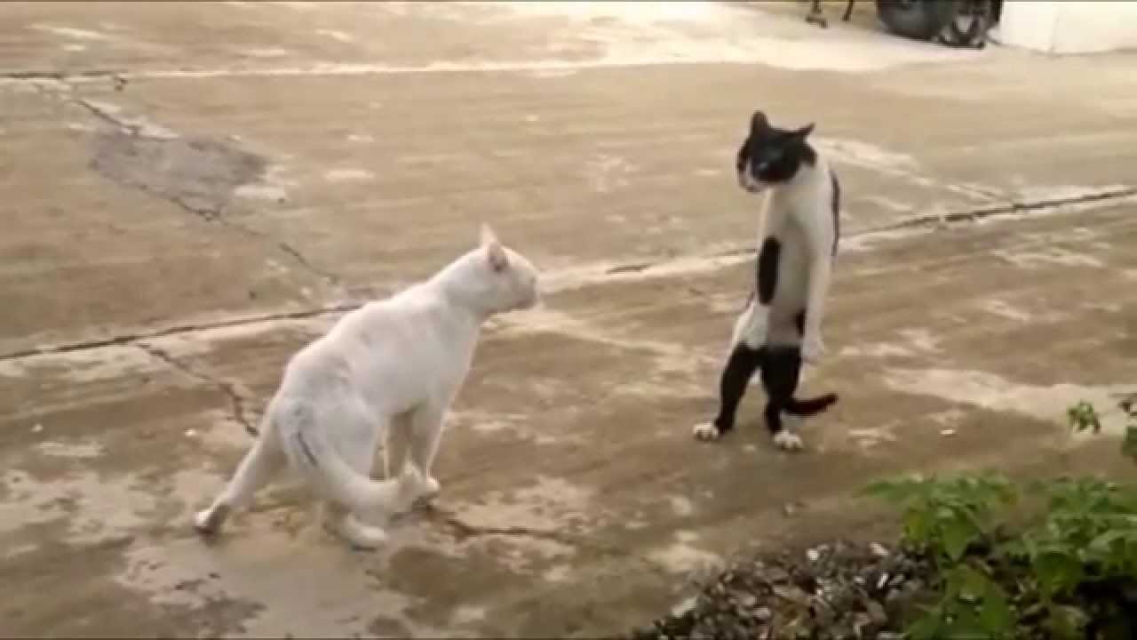 Cats Walking Funny and Thinking They 