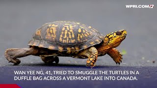 Video Now: Woman pleads guilty to trying to smuggle 29 turtles across a Vermont lake into Canada by