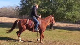Well Broke Sorrel Qh Gelding Well Broke Sorrel Qh Gelding