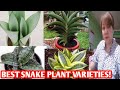 TYPES OF SNAKE PLANT VARIETIES /SANSEVIERIA PLANT WITH NAMES/MOTHER IN-LAW'S TONGUE.