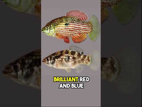 The Uniquely American Flagfish!