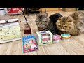 猫の誕生日パーティを開催したら大喜びで集まって来ました