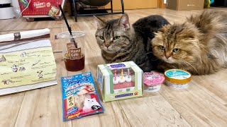 猫の誕生日パーティを開催したら大喜びで集まって来ました
