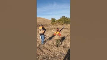 Joe and Brenda move into the point! #pointer #pheasanthunting #birdhunting #hunting #birddog #hunts