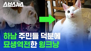 스트릿 출신 장애묘 구해줬더니...고양이 반응 / 스브스뉴스