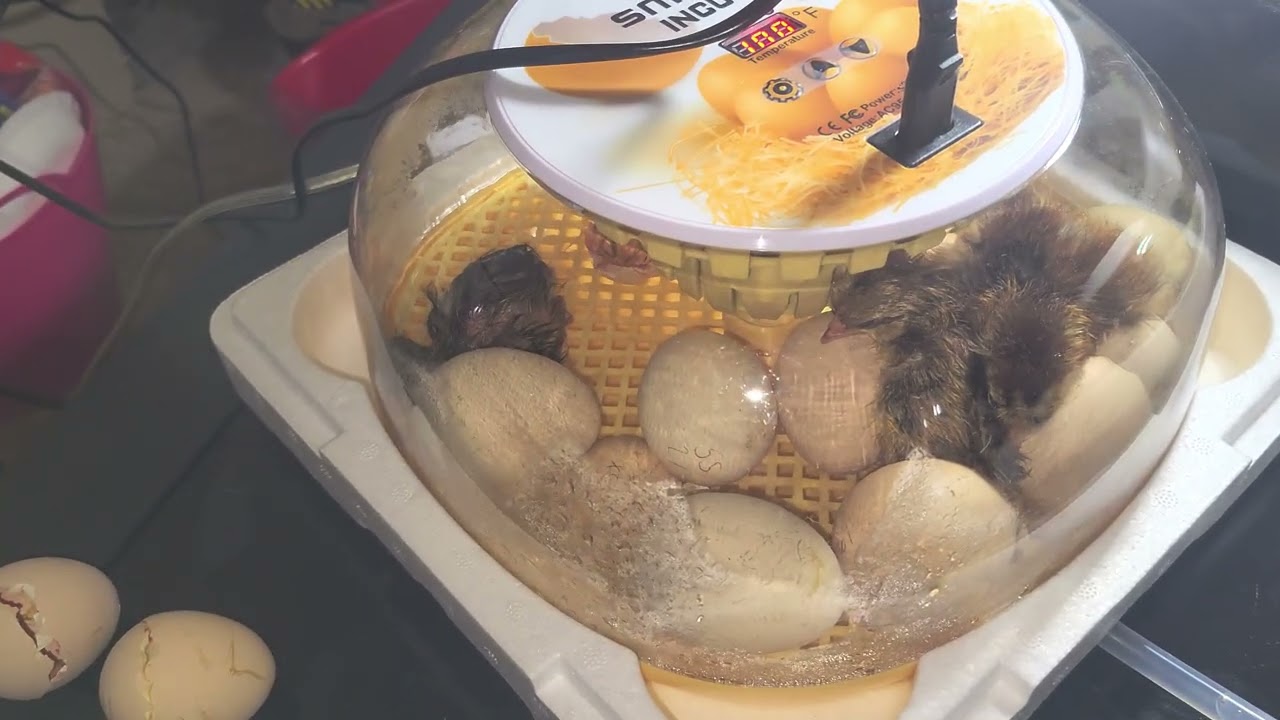 Hatch day Temu incubator for the win. Patience is a must!