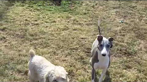 Whippets play frisbee