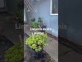 #mary #plantas