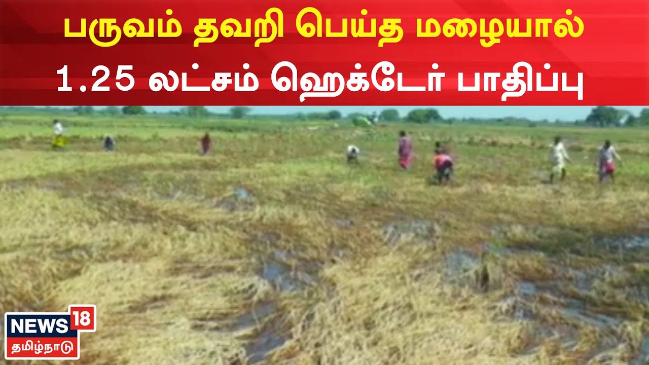 Damage Paddy Crop damage-paddy-crop