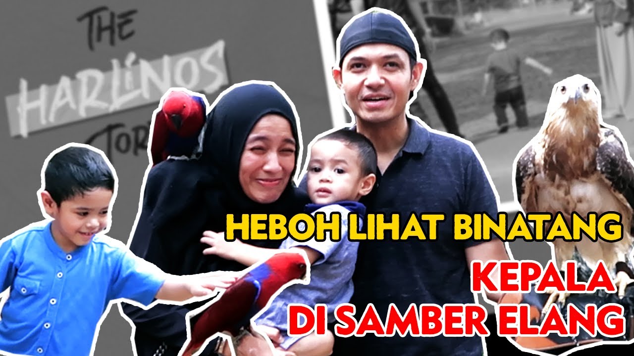 Heboh Banget! Lihat Binatang, Kepala Ayah Di Samber Elang
