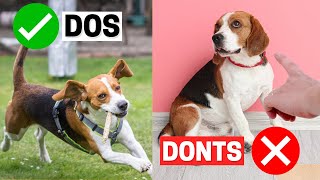 Do's and Don'ts of Owning a Beagle