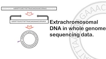 Extrachromosomal - eDNA in whole genome sequencing data.