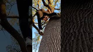 Most companies publish a couple blogs a month. #treeclimbing #squirrel #growth #getmedown #help