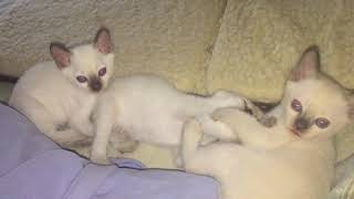Elinga Tonkinese Cattery - three kittens of Lucretia by 🍀lt 🏖 51 views 5 years ago 1 minute, 22 seconds