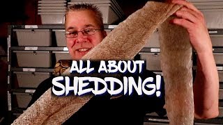 Shedding: What you need to know!