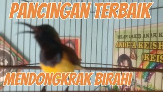 PANCINGAN SOGON GACOR | PENDONGKRAK BIRAHI MENJADIKAN SOGON MACET KEMBALI GACOR