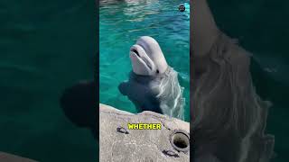 WARNING This is Why BELLUGA WHALES Scare Children