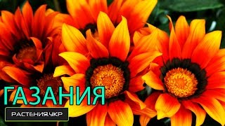 Ромашка из семян в домашних условиях