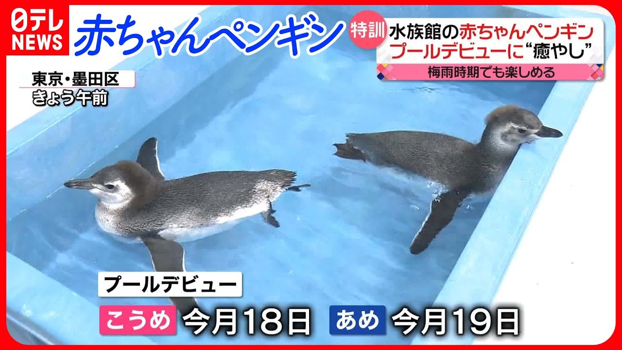 きょうの1日】水族館「赤ちゃんペンギン」プールデビューに“癒やし