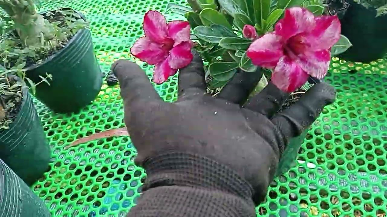 10/10 combo 11 cây 200k bao ship nhổ cây ac mua ib em Zalo 039 555 4651 