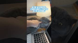 Download Lagu He Works SO Hard Every Day 🥱🥱 MP3