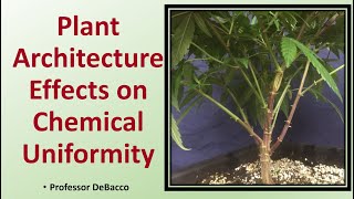 Plant Architecture Effects on Chemical Uniformity